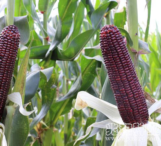 ���Ŵ219-Ŵ���׷N��-�׺ͷN�I(y��)