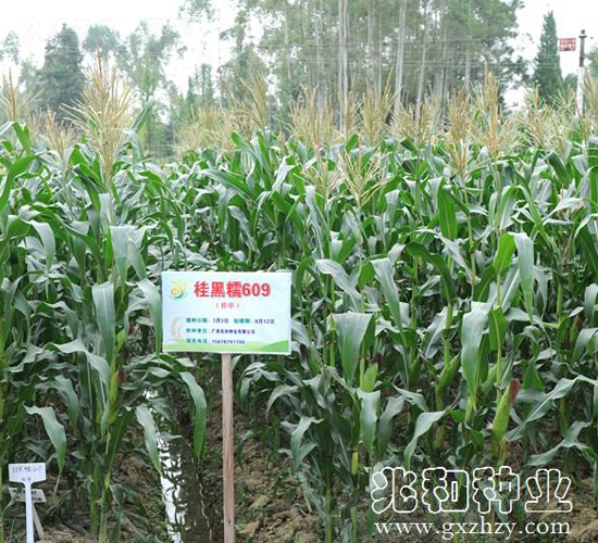 桂黑糯609-糯玉米種子-兆和種業(yè)