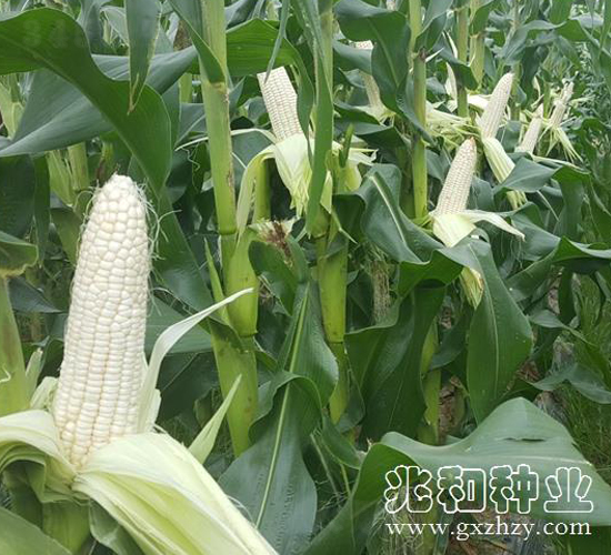 ��Ŵ528-Ŵ���׷N��-�׺ͷN�I(y��)