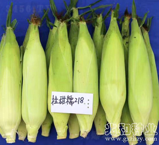 桂甜糯218-糯玉米種子-兆和種業(yè)