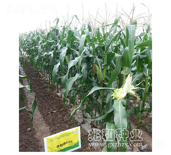 ����Ŵ525-Ŵ���׷N��-�׺ͷN�I(y��)