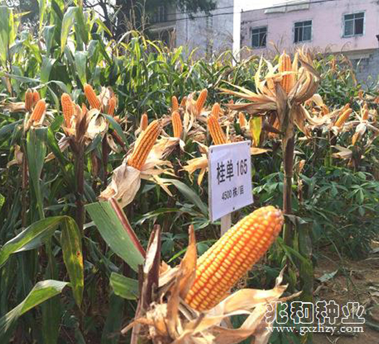 ����165-���׷N��-�׺ͷN�I(y��)