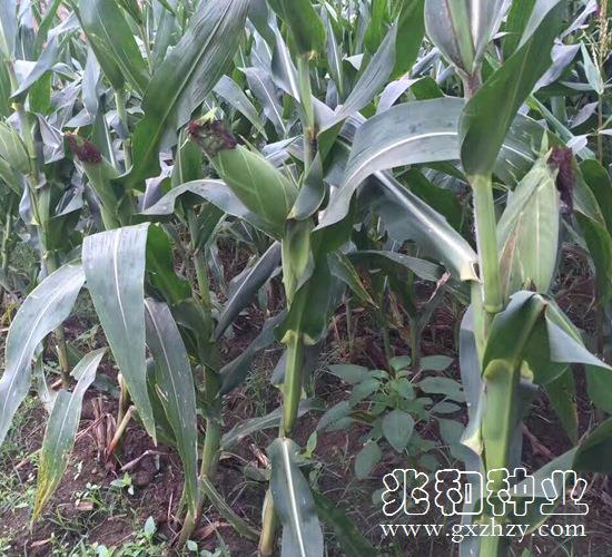 兆豐505-玉米種子-兆和種業(yè)