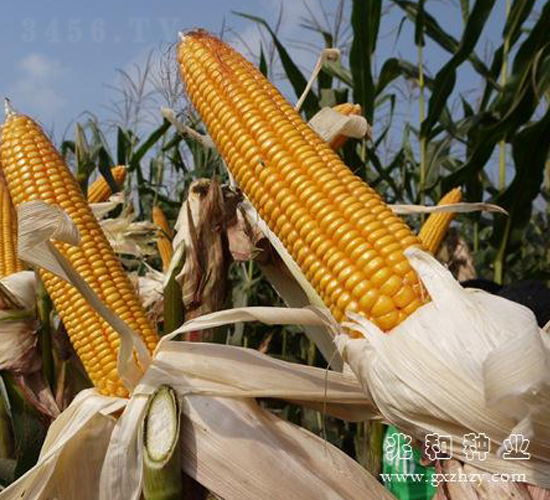 ����0810-���׷N��-�׺ͷN�I(y��)