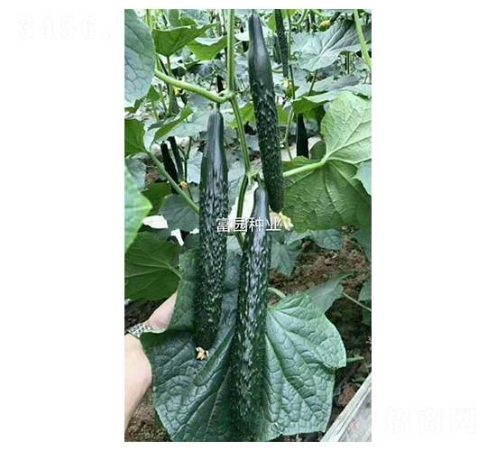 ����1̖-�S�ϷN��-���@�N�I(y��)