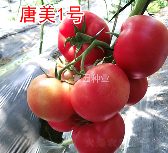 ����1̖(h��o)-���ѷN��-���@�N�I(y��)