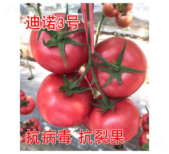 ���Z3̖(h��o)-���ѷN��-���@�N�I(y��)