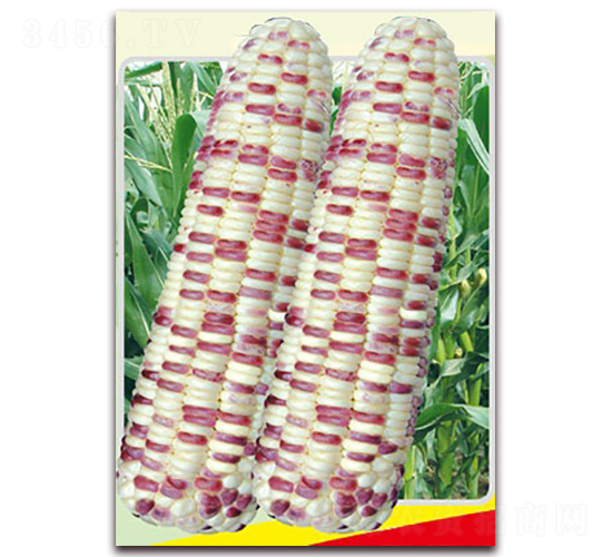 金城花糯-糯玉米種子-長江種子