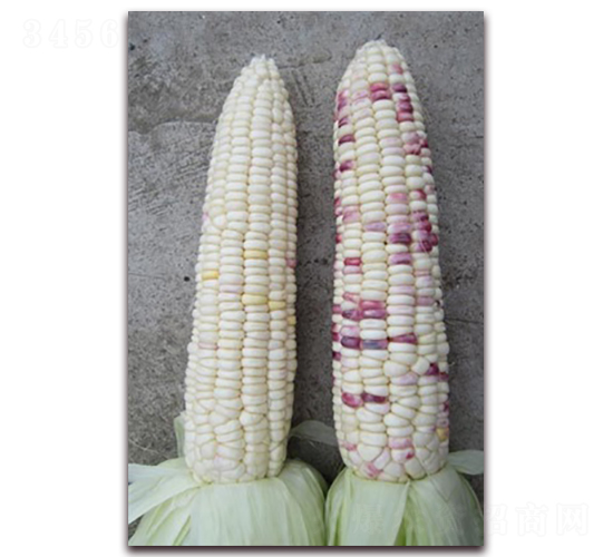 �K��Ŵ203-Ŵ���׷N��-�L(zh��ng)���N��