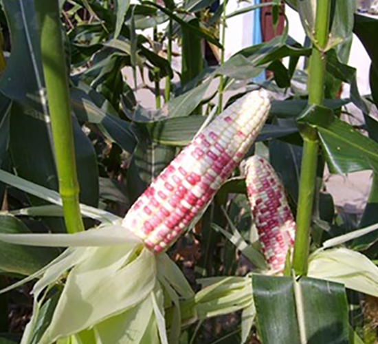 ���2̖203-Ŵ���׷N��-�L���N��