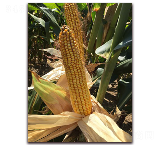 �L����̖-���׷N��-�L���N��