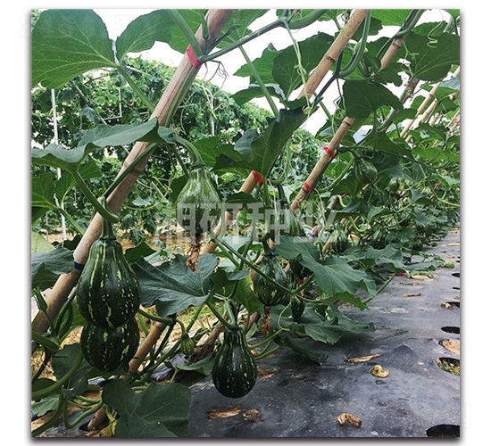 湘研早妍-南瓜種子-湘研種業(yè)