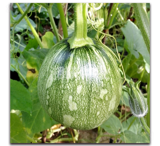 湘研早麗-南瓜種子-湘研種業(yè)