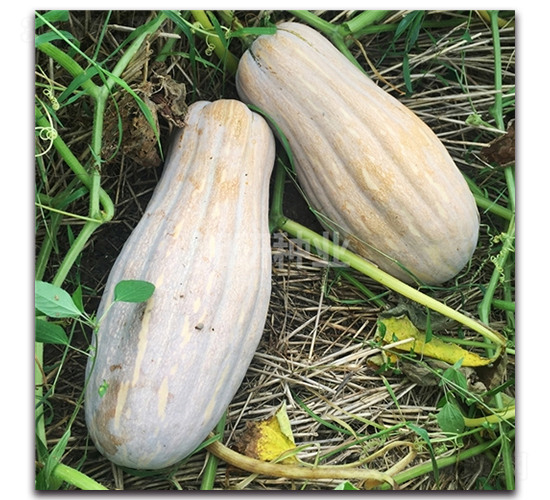 湘研珍優(yōu)蜜本南瓜-南瓜種子-湘研種業(yè)