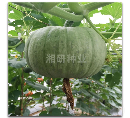 ������̖-�ϹϷN��-���зN�I(y��)