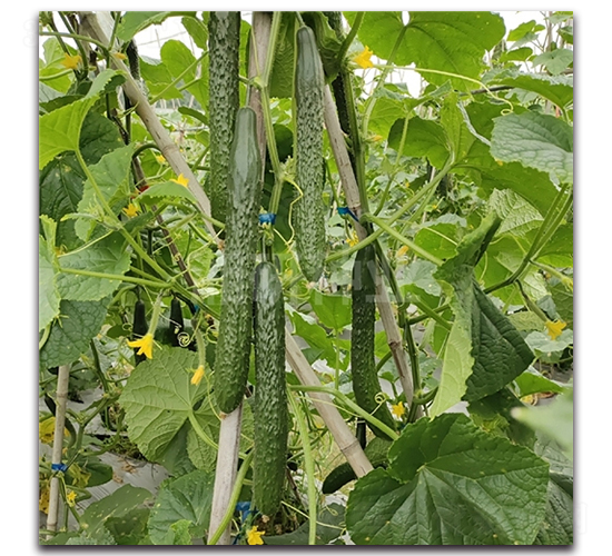 ����802-�S�ϷN��-���зN�I(y��)