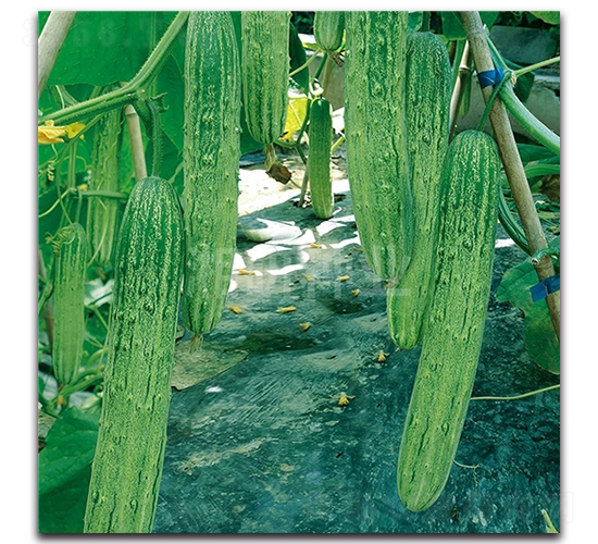 ��´��̖(h��o)-�S�ϷN��-���зN�I(y��)