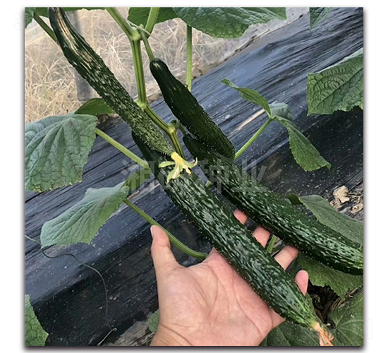 湘特801-黃瓜種子-湘研種業(yè)