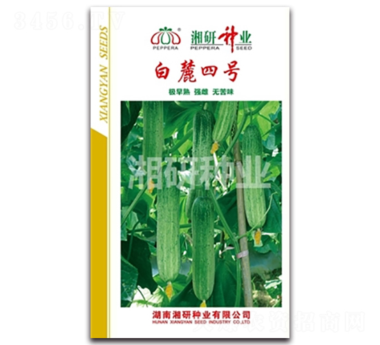 白麓四號-黃瓜種子-湘研種業(yè)