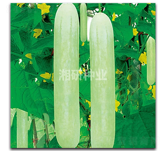 湘園十一號(hào)-黃瓜種子-湘研種業(yè)