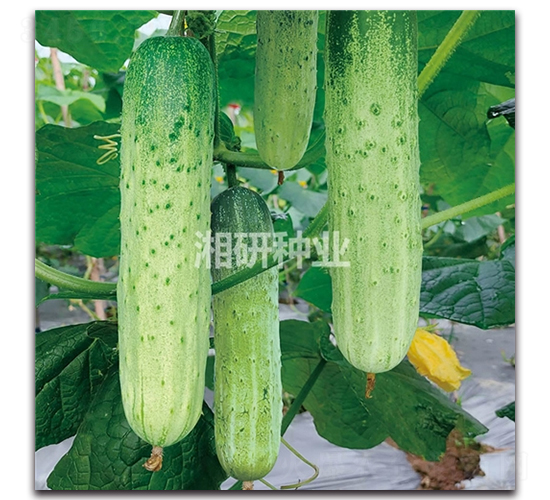 白麓六號(hào)-黃瓜種子-湘研種業(yè)