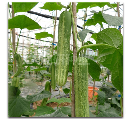 ������̖(h��o)-�S�ϷN��-���зN�I(y��)