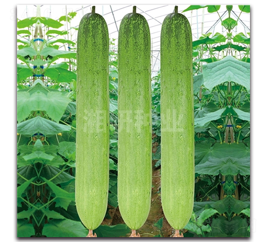 ��@813-�S�ϷN��-���зN�I(y��)