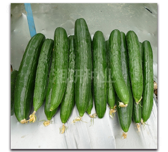 小青風味黃瓜-黃瓜種子-湘研種業(yè)