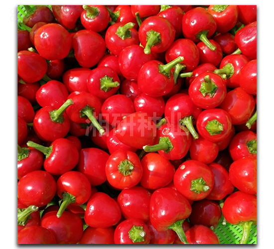 湘辣白珠-朝天椒種子-湘研種業(yè)