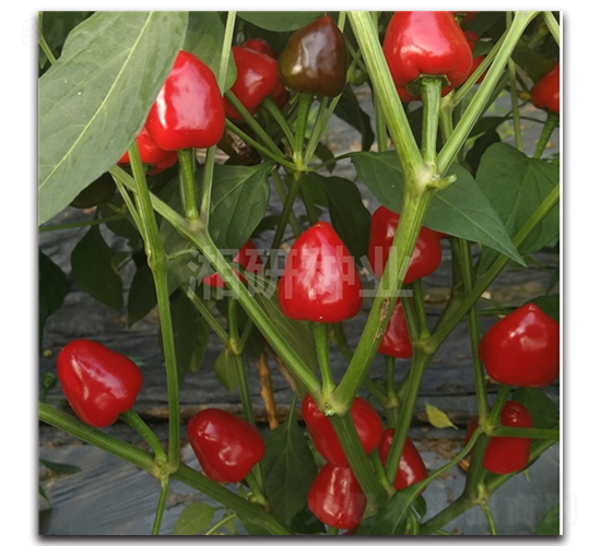 �A����̖-���콷�N��-���зN�I(y��)