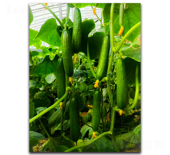 ����F1-�S�ϷN��-Ψ�r(n��ng)�N�I(y��)