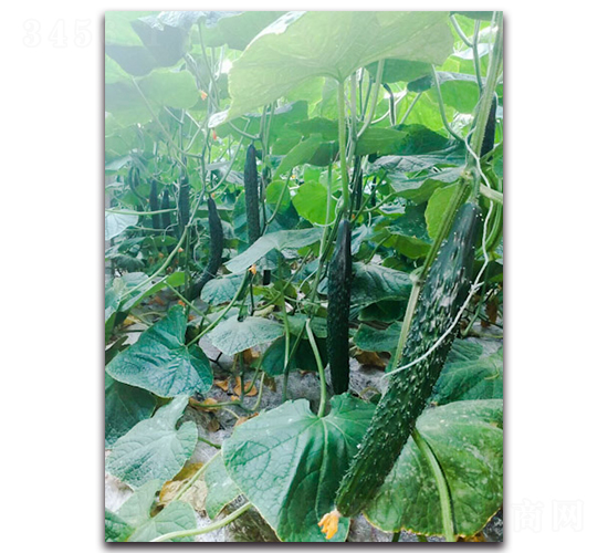 ��Gʿ5̖(h��o)F1-�S�ϷN��-Ψ�r(n��ng)�N�I(y��)