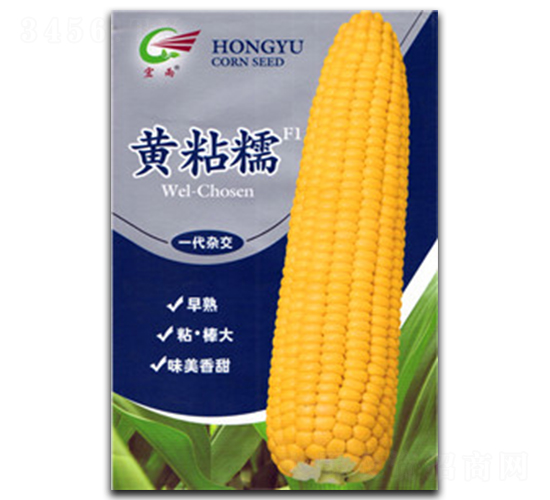 �SճŴ-Ŵ���׷N��-����