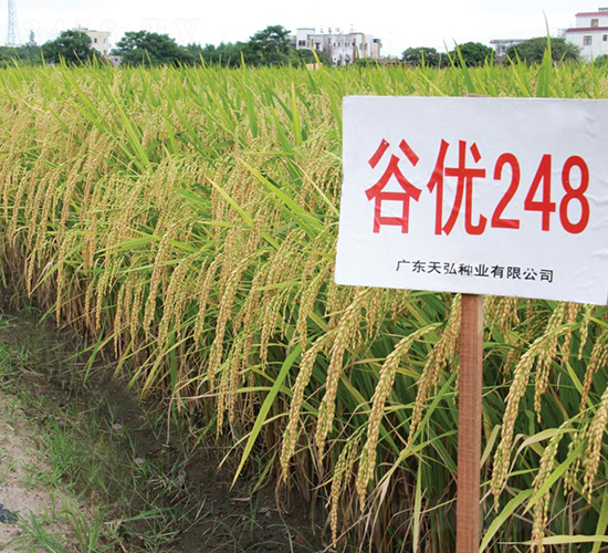 �ȃ�(y��u)248-ˮ���N��-���N�I(y��)