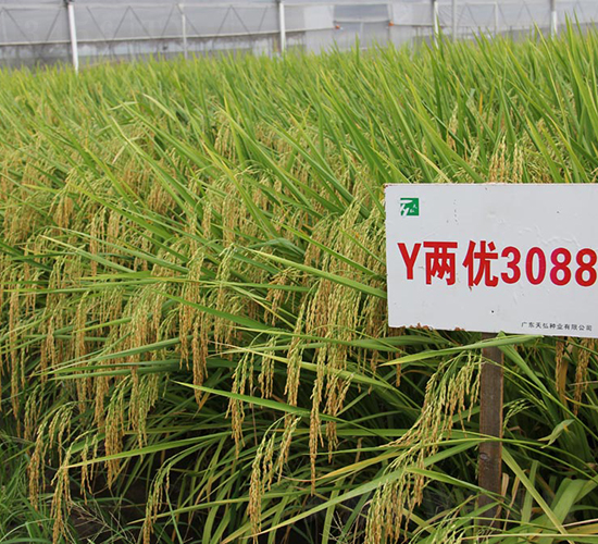 Y�Ƀ�(y��u)3088-ˮ���N��-���N�I(y��)