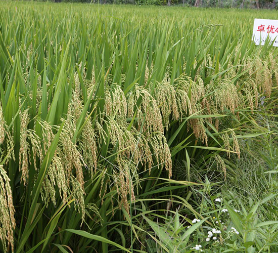 ׿?j��)?y��u)4̖(h��o)-ˮ���N��-���N�I(y��)