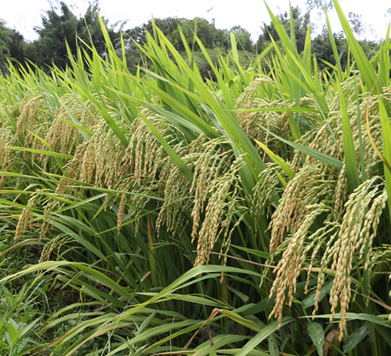 ׿��(y��u)6̖-ˮ���N��-���N�I(y��)