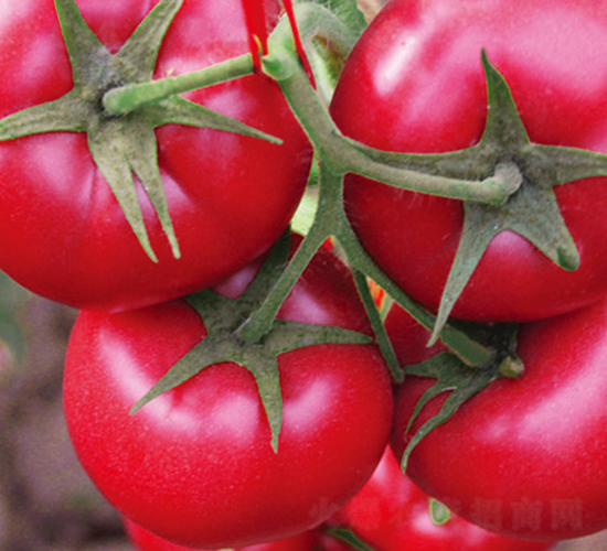 美粉8號F1-粉果番茄種子-唯農(nóng)種業(yè)