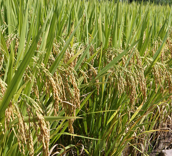 ׿?j��)?y��u)�Aռ-ˮ���N��-���N�I(y��)