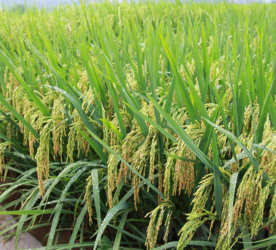 ׿?j��)?y��u)217-ˮ���N��-���N�I(y��)