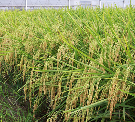 �p��(y��u)260-ˮ���N��-���N�I(y��)