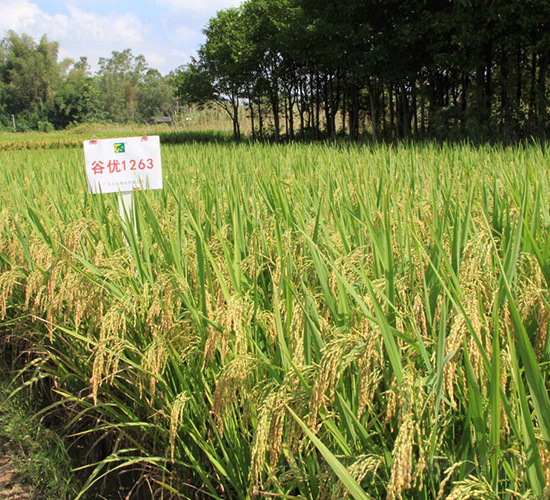 �ȃ�(y��u)1263-ˮ���N��-���N�I(y��)