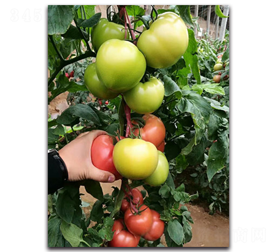 ����380F1-�۹����ѷN��-Ψ�r(n��ng)�N�I(y��)