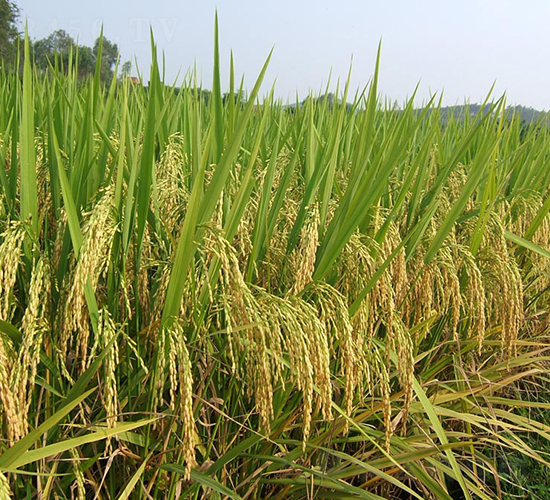 �f(w��n)����(y��u)802-ˮ���N��-���N�I(y��)