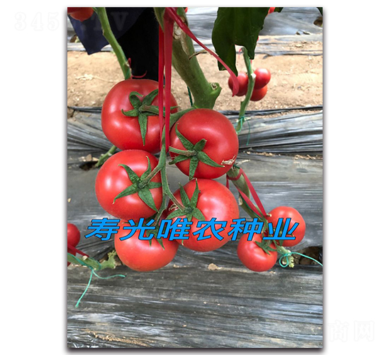 ������F1-�۹����ѷN��-Ψ�r(n��ng)�N�I(y��)