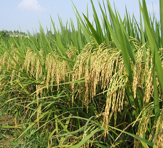 �f����(y��u)322-ˮ���N��-���N�I(y��)