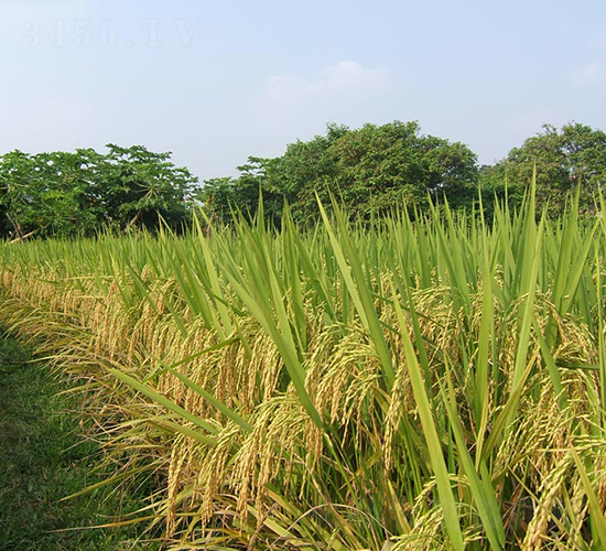 �f����(y��u)2008-ˮ���N��-���N�I(y��)