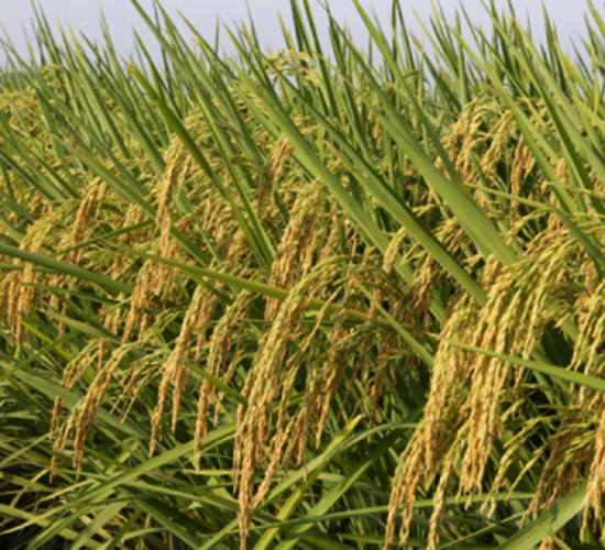 �냞(y��u)3089-ˮ���N��-���N�I(y��)