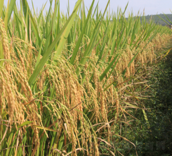 �f(w��n)�ك�(y��u)6̖(h��o)-ˮ���N��-���N�I(y��)