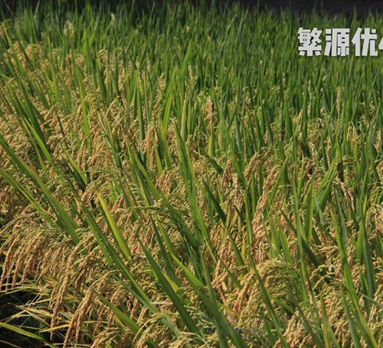 繁源優(yōu)460-水稻種子-天弘種業(yè)